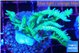 Seriatopora hystrix golden 4-6 cm WYSIWYG acclimaté