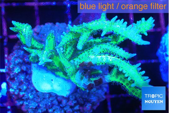 Seriatopora hystrix golden 4-6 cm WYSIWYG acclimaté