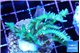 Seriatopora hystrix golden 4-6 cm WYSIWYG acclimaté
