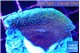 Montipora purple cap 3-4 cm WYSIWYG acclimaté