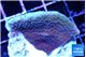 Montipora purple cap 3-4 cm WYSIWYG acclimaté