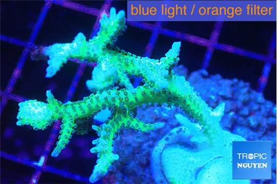 Seriatopora hystrix golden 3-5 cm WYSIWYG acclimaté