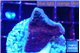 Montipora purple cap 2-3 cm WYSIWYG acclimaté