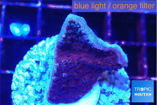 Montipora purple cap 2-3 cm WYSIWYG acclimaté