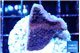 Montipora purple cap 2-3 cm WYSIWYG acclimaté