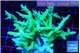Seriatopora hystrix golden 4-6 cm WYSIWYG acclimaté