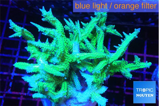 Seriatopora hystrix golden 4-6 cm WYSIWYG acclimaté