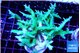 Seriatopora hystrix golden 4-6 cm WYSIWYG acclimaté