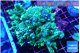 Montipora green & purple polyps ( mother colony ) 7-11 cm WYSIWYG acclimaté
