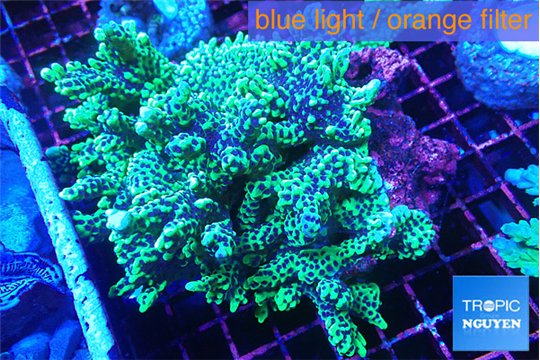 Montipora green & purple polyps ( mother colony ) 7-11 cm WYSIWYG acclimaté