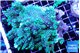 Montipora green & purple polyps ( mother colony ) 7-11 cm WYSIWYG acclimaté