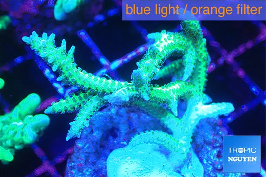 Seriatopora hystrix golden 3-5 cm WYSIWYG acclimaté