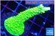 Acropora full neon green 3-5 cm WYSIWYG acclimaté