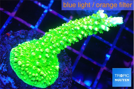 Acropora full neon green 3-5 cm WYSIWYG acclimaté