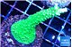 Acropora full neon green 3-5 cm WYSIWYG acclimaté