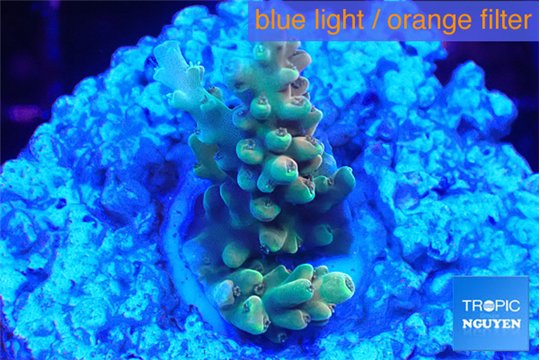 Acropora microclados gold 2-4 cm WYSIWYG acclimaté