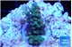 Acropora microclados gold 2-4 cm WYSIWYG acclimaté