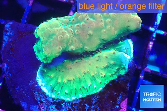 Acropora green 2-4 cm WYSIWYG acclimaté