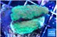Acropora green 2-4 cm WYSIWYG acclimaté