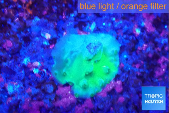 Acropora green 0,5-1 cm WYSIWYG acclimaté