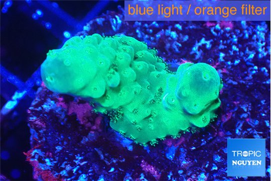 Acropora humilis big finger 2-3 cm WYSIWYG acclimaté
