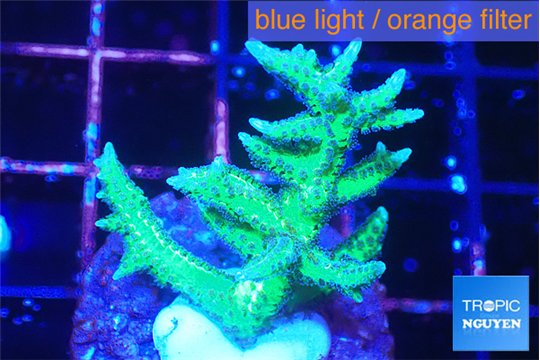 Seriatopora hystrix golden 3-5 cm WYSIWYG acclimaté