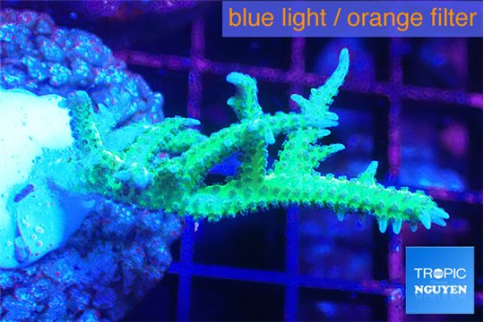 Seriatopora hystrix golden 3-5 cm WYSIWYG acclimaté