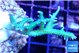 Seriatopora hystrix golden 3-5 cm WYSIWYG acclimaté