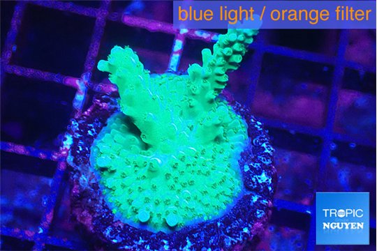 Acropora green & purple tip 3-4 cm WYSIWYG acclimaté