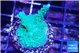 Acropora green & purple tip 3-4 cm WYSIWYG acclimaté