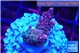 Acropora hyacintus pink 2-3 cm WYSIWYG acclimaté