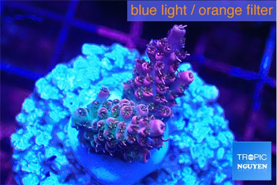 Acropora hyacintus pink 2-3 cm WYSIWYG acclimaté