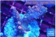 Acropora pink purple 3-4 cm WYSIWYG acclimaté