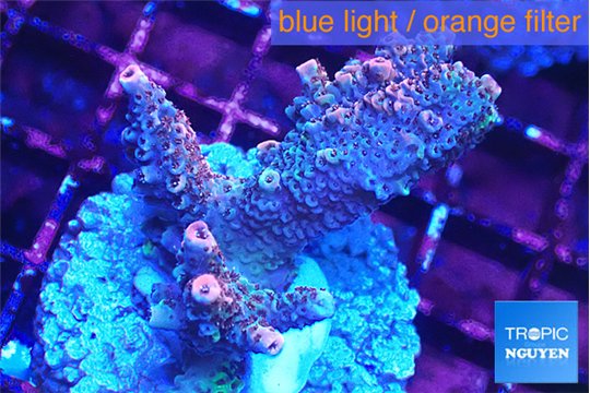 Acropora pink purple 3-4 cm WYSIWYG acclimaté