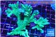 Montipora green & purple polyps ( mother colony ) 7-11 cm WYSIWYG acclimaté