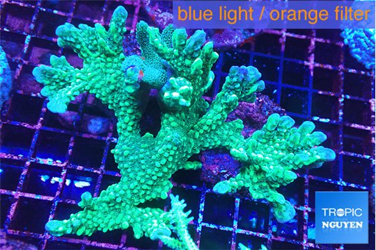 Montipora green & purple polyps ( mother colony ) 7-11 cm WYSIWYG acclimaté