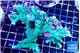 Montipora green & purple polyps ( mother colony ) 7-11 cm WYSIWYG acclimaté