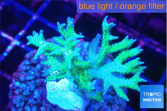 Seriatopora hystrix golden 4-5 cm WYSIWYG acclimaté