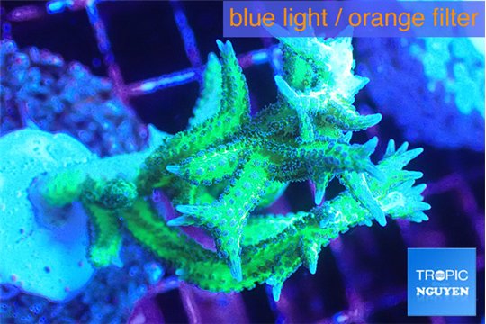 Seriatopora hystrix golden 4-5 cm WYSIWYG acclimaté