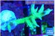 Seriatopora hystrix golden 4-5 cm WYSIWYG acclimaté