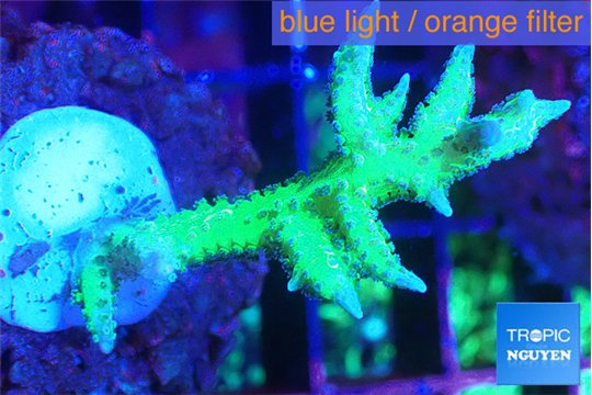 Seriatopora hystrix golden 4-5 cm WYSIWYG acclimaté