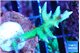Seriatopora hystrix golden 4-5 cm WYSIWYG acclimaté