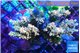Acropora fire golden 7-11 cm WYSIWYG acclimaté