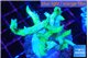 Seriatopora hystrix golden 4-5 cm WYSIWYG acclimaté