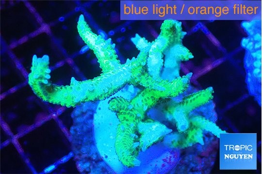 Seriatopora hystrix golden 4-5 cm WYSIWYG acclimaté