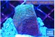 Montipora purple cap 2-3 cm WYSIWYG acclimaté