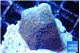 Montipora purple cap 2-3 cm WYSIWYG acclimaté