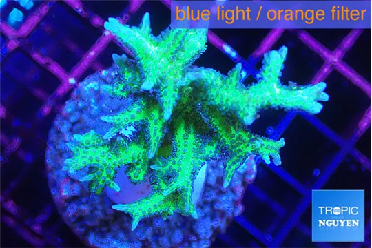 Seriatopora hystrix golden 4-5 cm WYSIWYG acclimaté