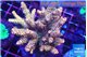 Acropora pink 7-11 cm WYSIWYG acclimaté