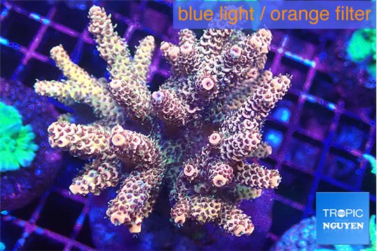 Acropora pink 7-11 cm WYSIWYG acclimaté